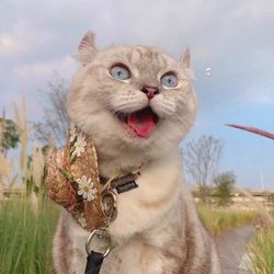 ClawCorner's profile image