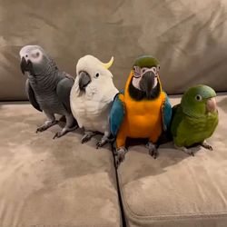 Cuties Zone's profile image