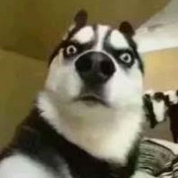 Funny dog moments273's profile image
