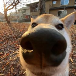 Funny pets 010's profile image