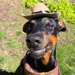 Cowboy's profile image
