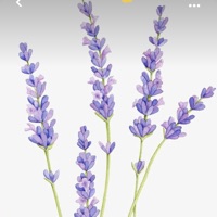 Post Preview Image