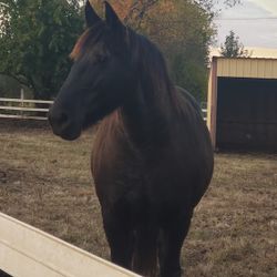 RiseNRideFarm