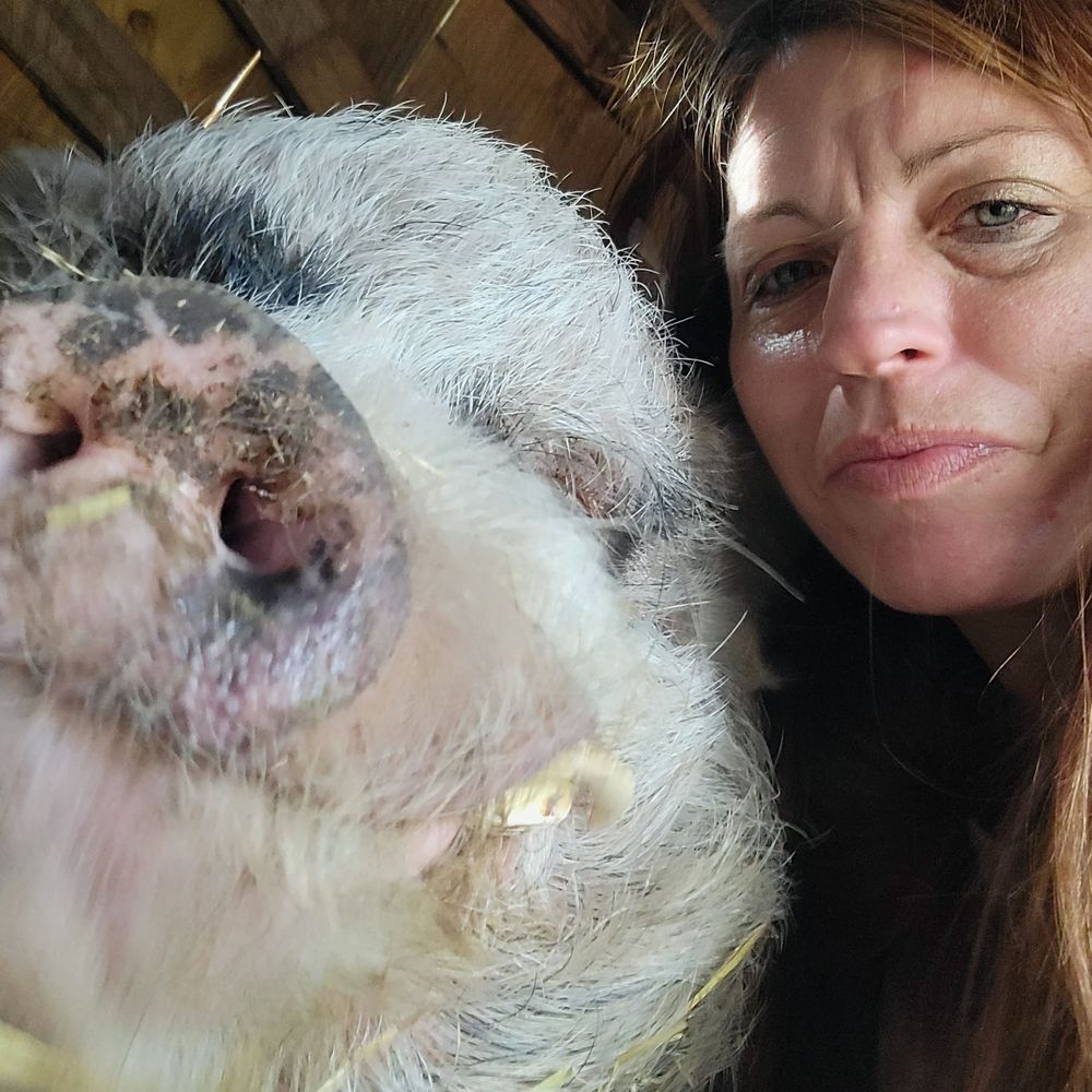 pigs rule