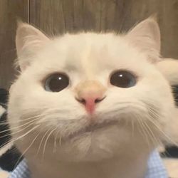 petsfunnyoftiktok's profile image