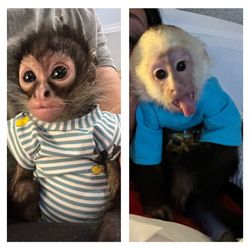 Monkey See Monkey Do Ranch's profile image