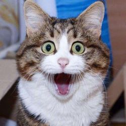 Funny_cat.time's profile image