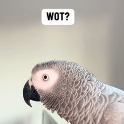 Cruz the African Grey's profile image
