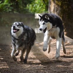Siberian Derpskies's profile image