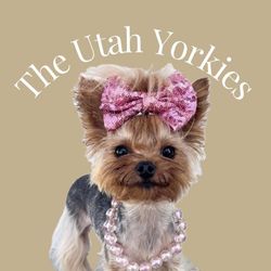 The Utah Yorkies's profile image