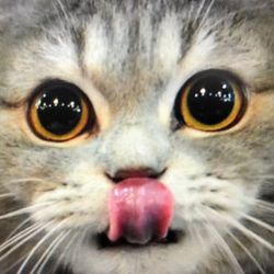 Pet_babylover188's profile image