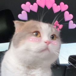 kelsey's profile image