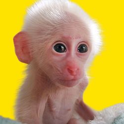 Cute Monkey Moon's profile image