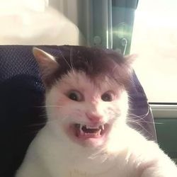 op81's profile image