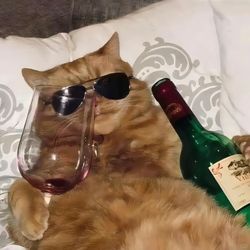 petfunnyrecording507's profile image