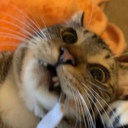 Winston and Spooky's profile image