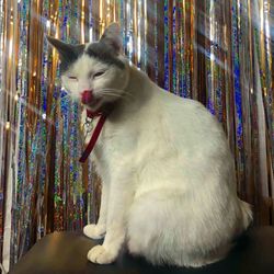 boba's profile image
