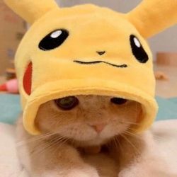 funnypets589's profile image