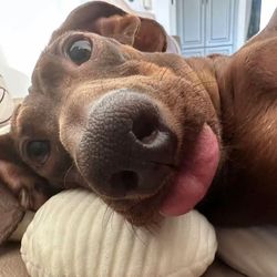 2025funnydog's profile image