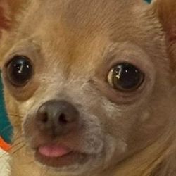 chloeethechi's profile image