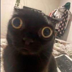 curatedclipz_'s profile image