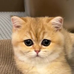 panko.kittybsh's profile image