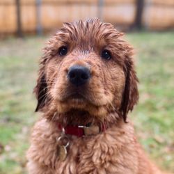 Rooster The Red Retriever's profile image