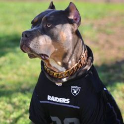 M6 Bullies's profile image