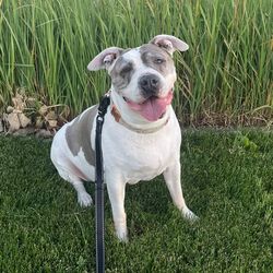 rosieandtheshelterpups's profile image