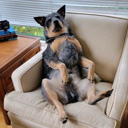 laurel's profile image