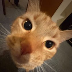 Christian🫄's profile image