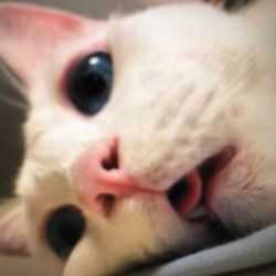 Pet_lovebaby1728's profile image