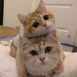 funny.pet_house698's profile image