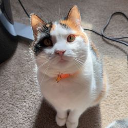 Kentucky & Oakley's profile image