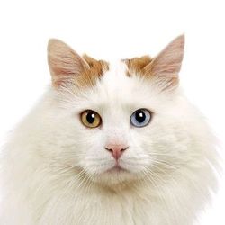 Sanioritaaa's profile image