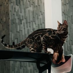 foreignbengals's profile image