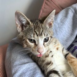 ollie_wobbless's profile image