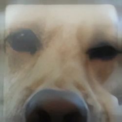 Perkz's profile image