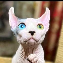 SilkySmoothSphynxCats's profile image