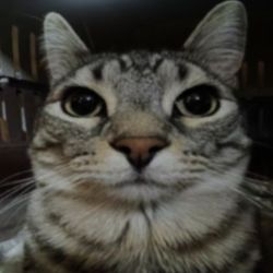 tragic cat's profile image