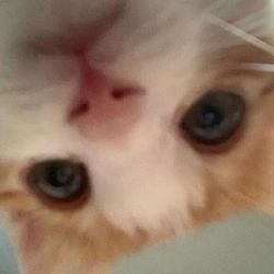Sir meows slot's profile image