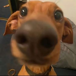 Pet Funanimeowww's profile image