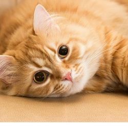 funnypetsoftiktok49's profile image