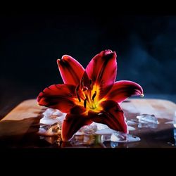 ai vids's profile image