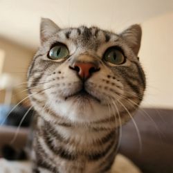MidnightMimi's profile image
