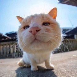 niabalhysukas's profile image