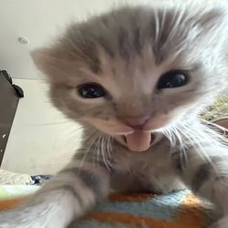 Animal Clips's profile image