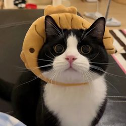 Pets funnycat_2024's profile image