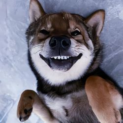 Derpdogdaily068's profile image
