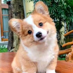 osafhg's profile image